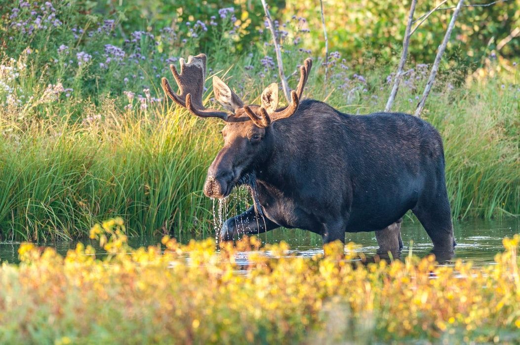 A moose is standing in the water eating a fish.