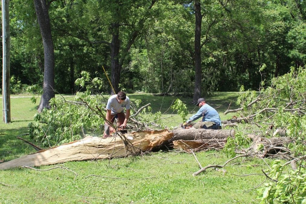 Two workers cutting up a fallen tree in a grassy park, with branches scattered nearby.