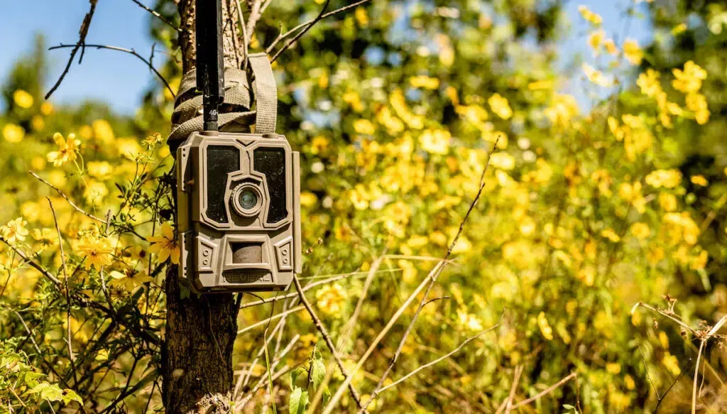 Photo of Trail Cameras in Conway, AR