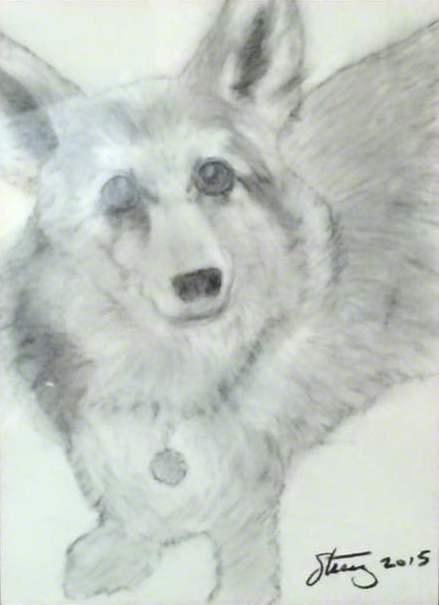 Charcoal drawing - Chewy - by Stacey Sherwood