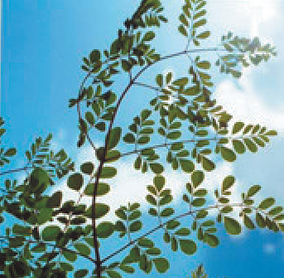 Looking up at a tree branch with green leaves against a blue sky.