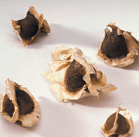 A group of nuts are sitting on a white surface.