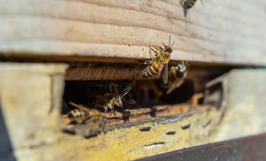 Exterminators in Spring Lake, MI Exterminators in Spring Lake, MI