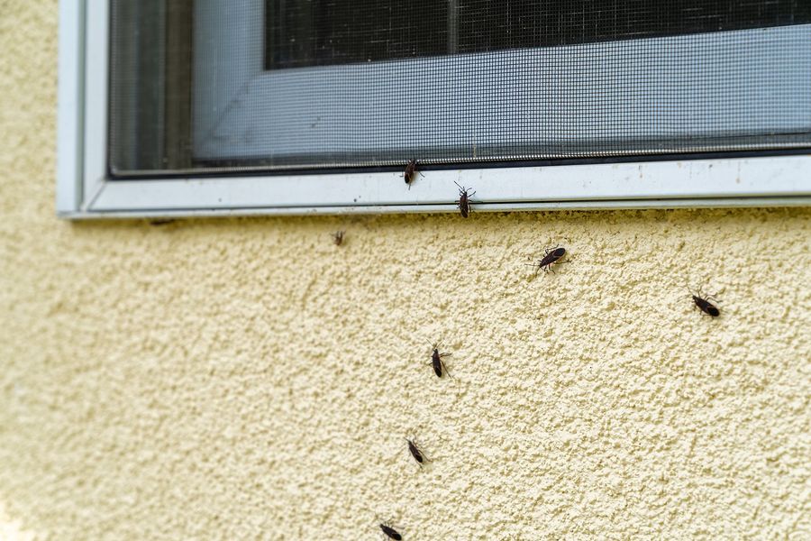 Exterminators in Spring Lake, MI Exterminators in Spring Lake, MI