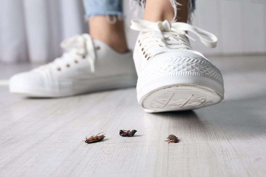 Local Pest Control Specialist in Spring Lake, MI Local Pest Control Specialist in Spring Lake, MI