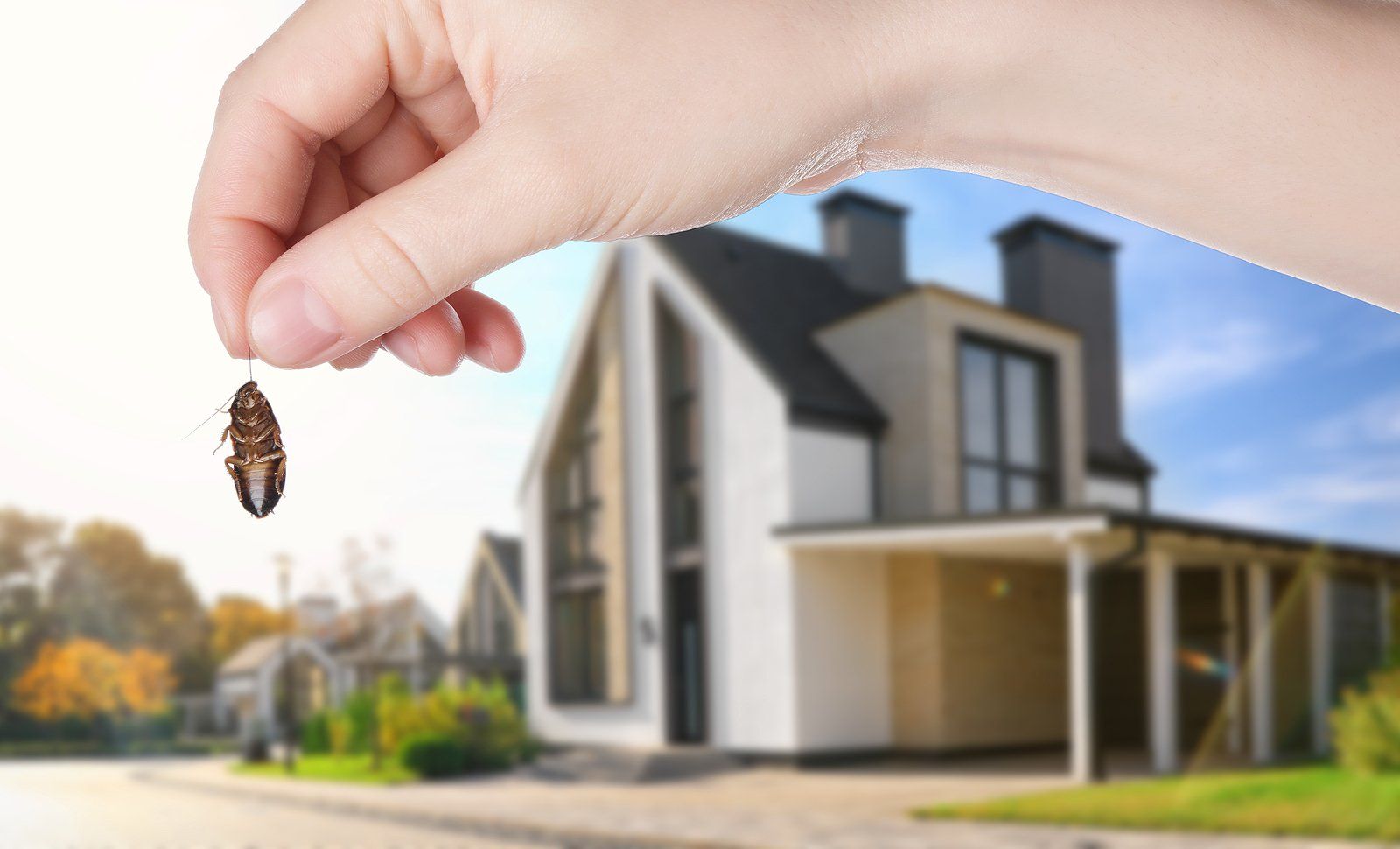 Commercial Pest Control Services in Spring Lake, MI Commercial Pest Control Services in Spring Lake, MI