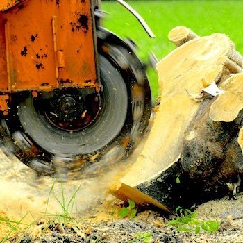 Stang Tree Service - Stump Removal Experts