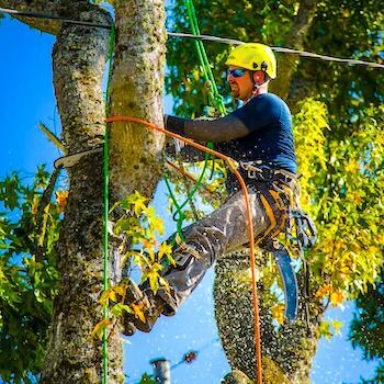 Stang Tree Service - Tree Removal Experts