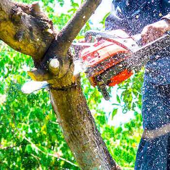 Stang Tree Service - Tree Trimming Experts