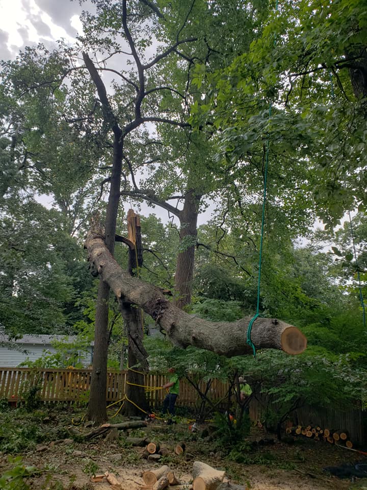 Tree Damage - J & B Tree Service in Montgomery County, MD