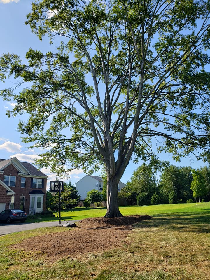 Residential Tree Pruning - J & B Tree Service in Montgomery County, MD