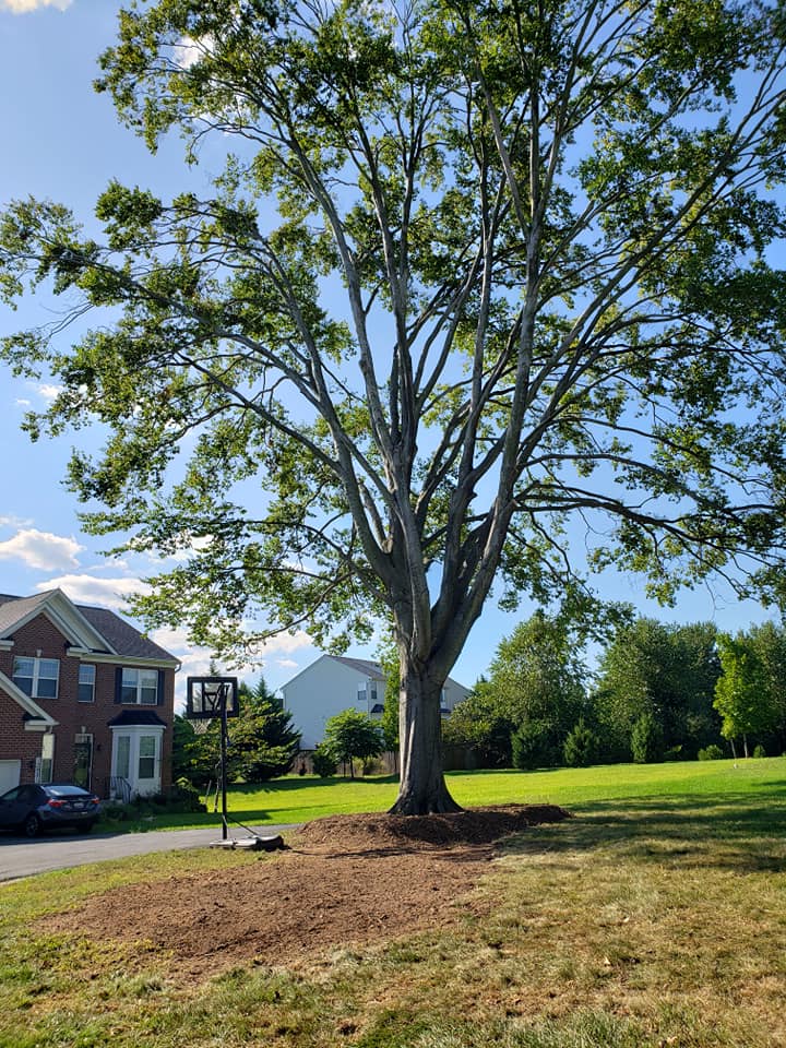 Prince William County Tree Removal - Tree Service - Timber Works Tree Care