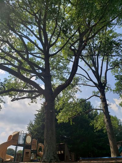 Maryland Tree Care Service, Maryland Tree Pruning, Professional Tree Removal,  Maryland Tree Trimming