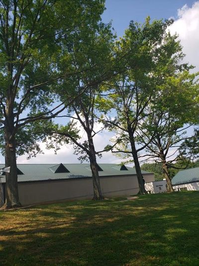Steadfast Tree Care Fredericksburg VA - Free Quotes 540-736-7388