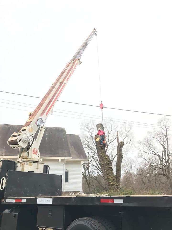 Tree Removal - J & B Tree Service in Montgomery County, MD