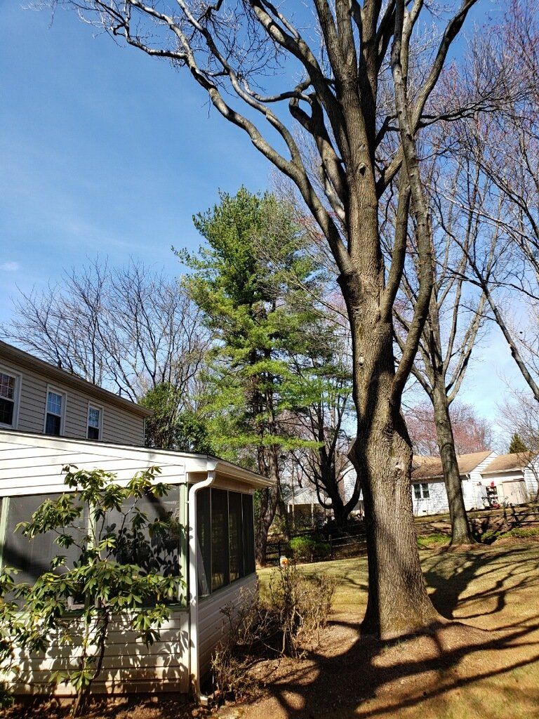 Tree Trimming - J & B Tree Service in Montgomery County, MD
