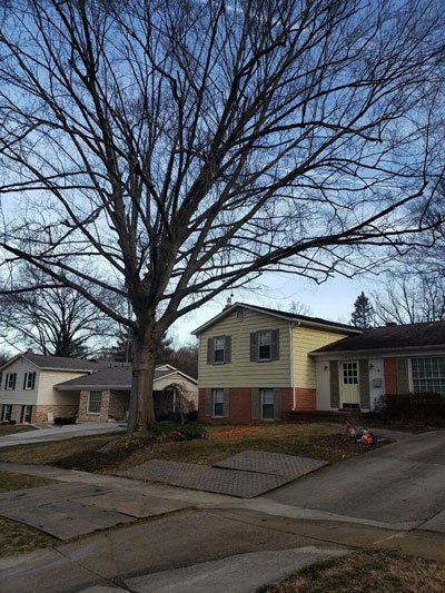 Tree Removal After - J & B Tree Service in Montgomery County, MD