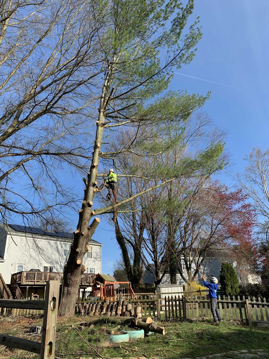 Tree Removal - J & B Tree Service in Montgomery County, MD