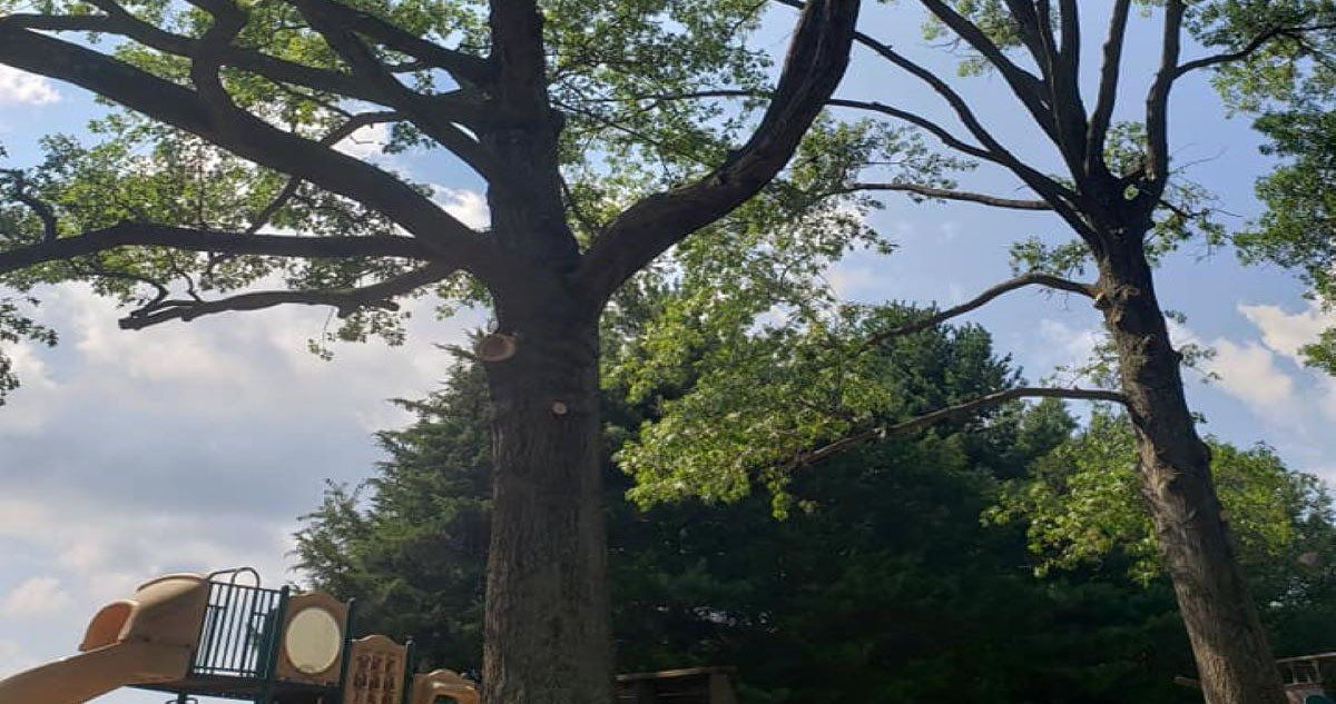 Tree Pruning in Maryland