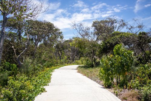 A Concrete Path Going Through a Lush Green Forest — Pools By Design in Warana, QLD