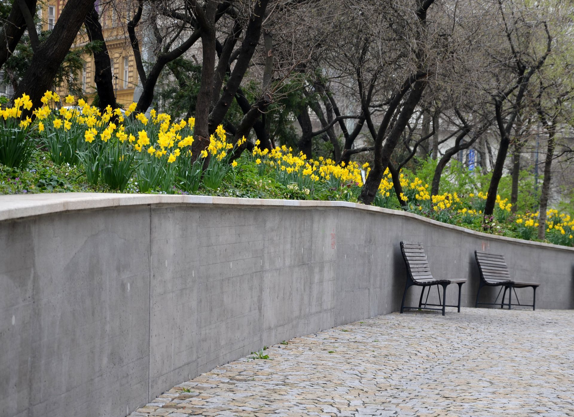 Concrete wall with two benches, yellow daffodils in bloom, trees, and stone walkway. Concrete wall with two benches, yellow daffodils in bloom, trees, and stone walkway.
