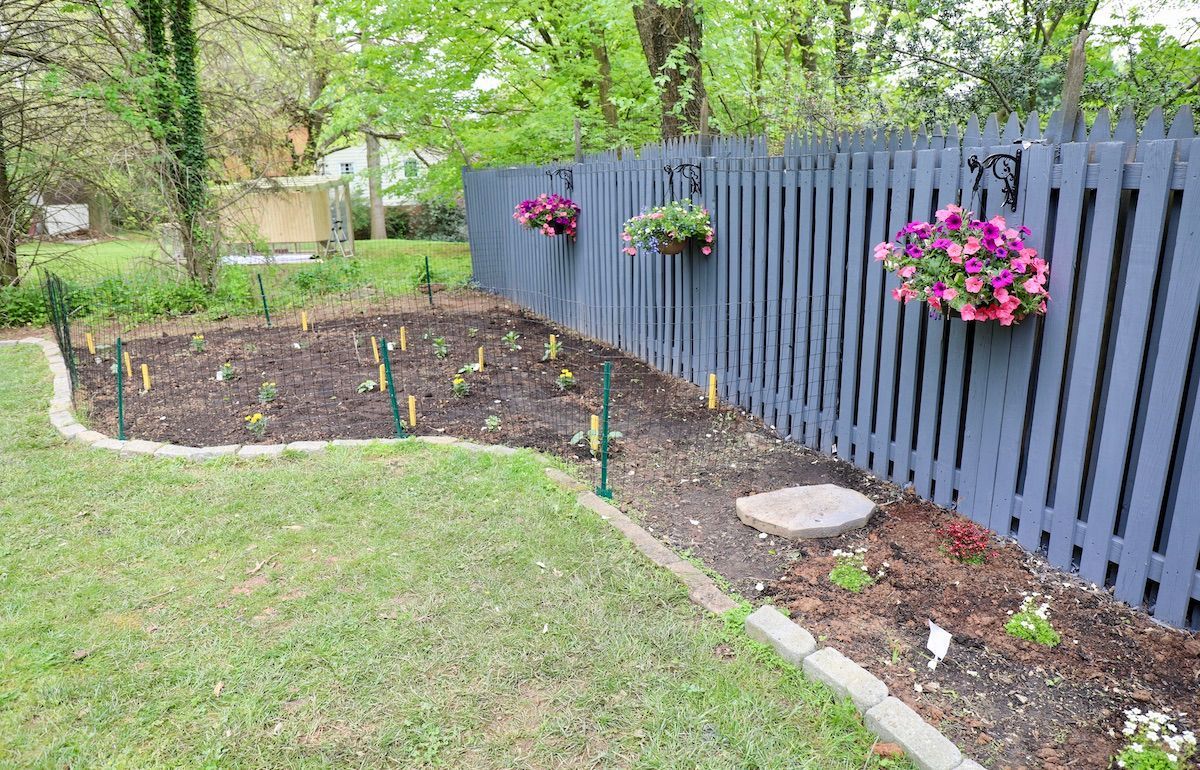 A fence with flowers hanging from it in a garden.