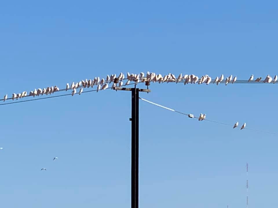 A flock of birds perched on a power line
