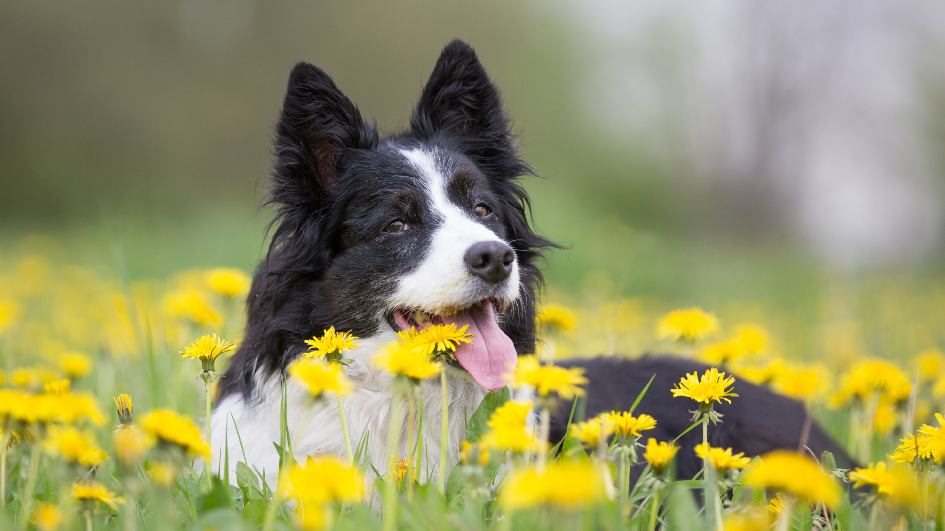 pet grooming services