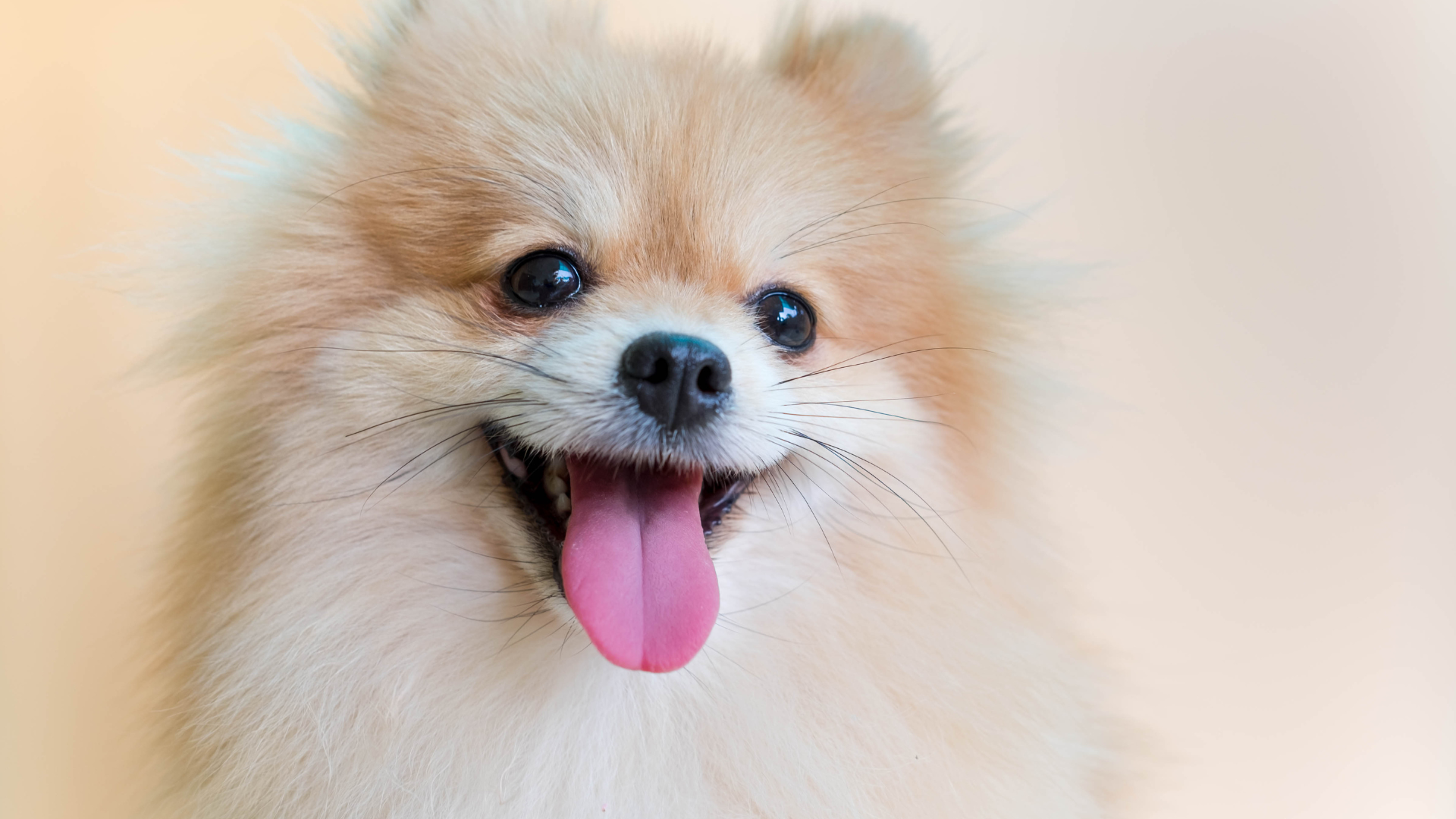 pet grooming services