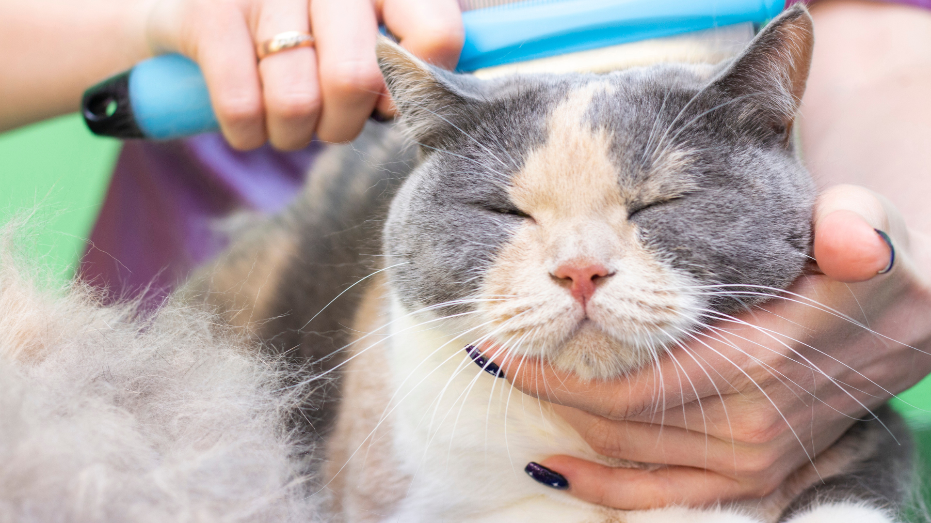 pet grooming services