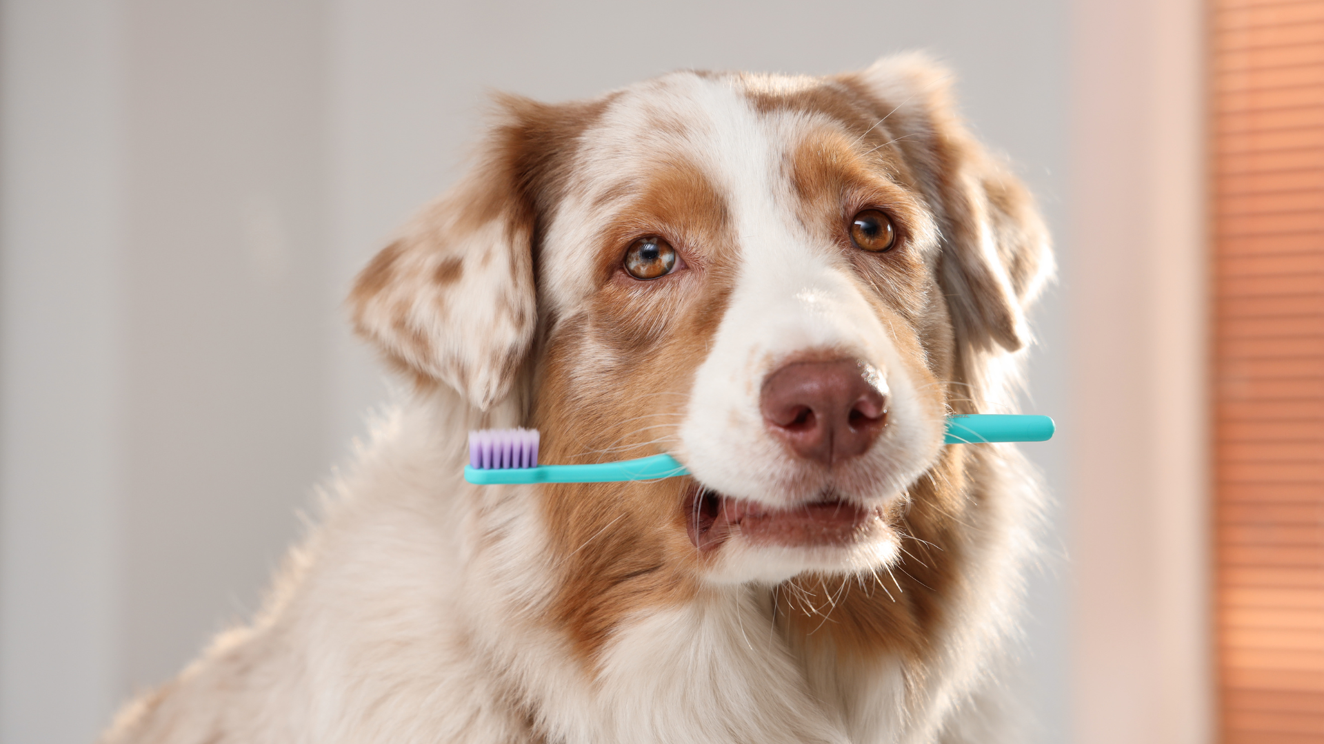 pet grooming services