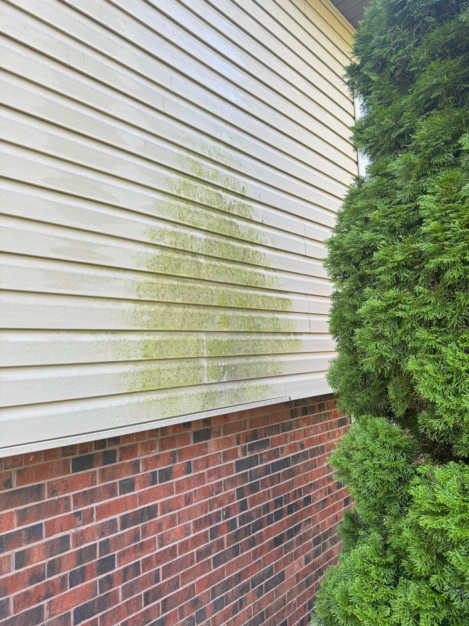 Green algae stains beige siding next to a brick foundation and a green bush.