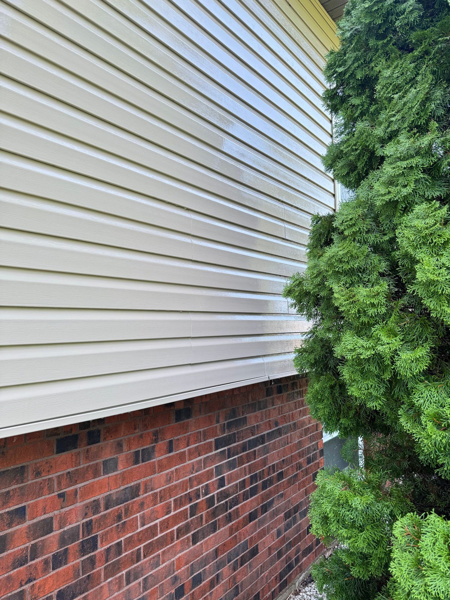 Brick wall and beige siding on a building with a green evergreen bush to the right.