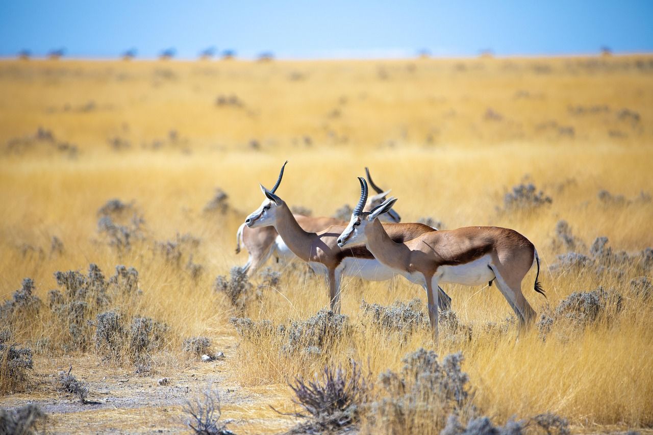 Etosha National Park