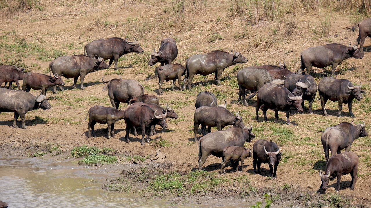 Hluhluwe–iMfolozi Park