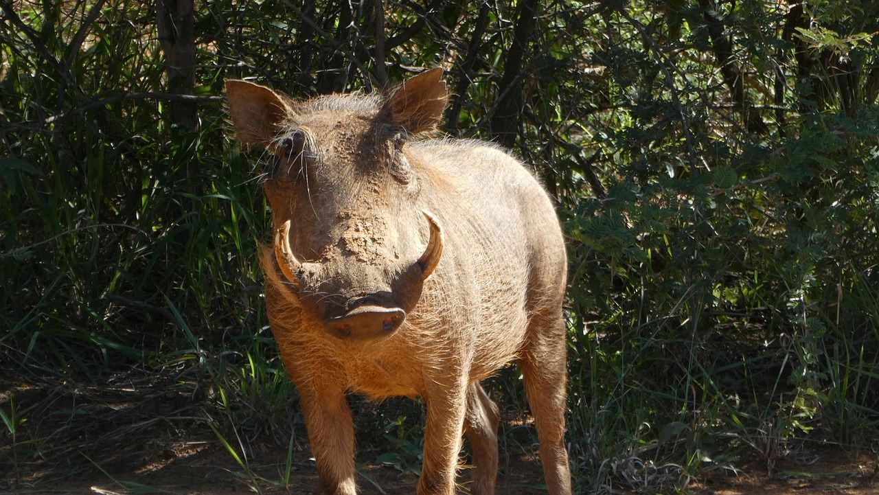 Madikwe Game Reserve