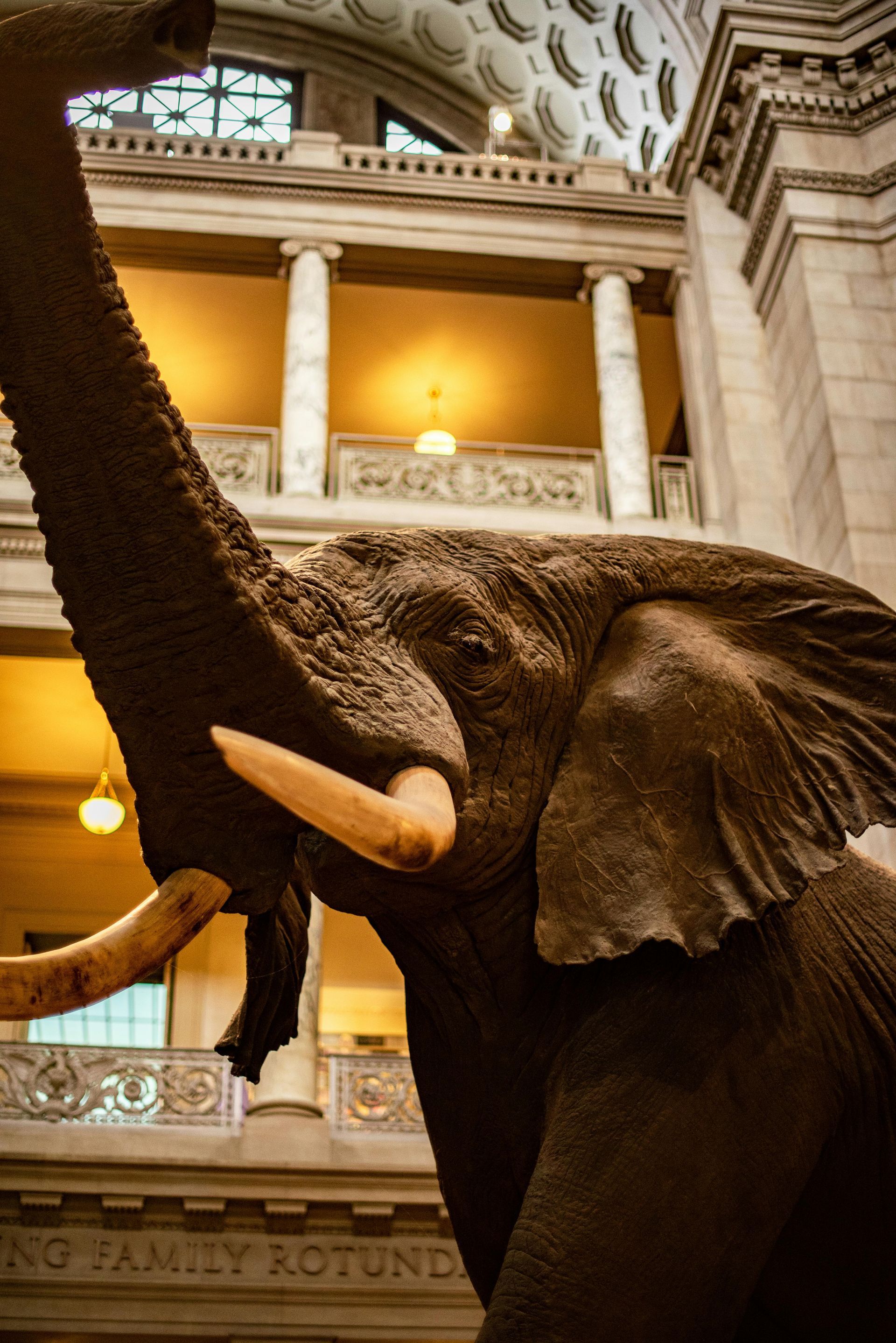 Smithsonian National Museum of Natural History