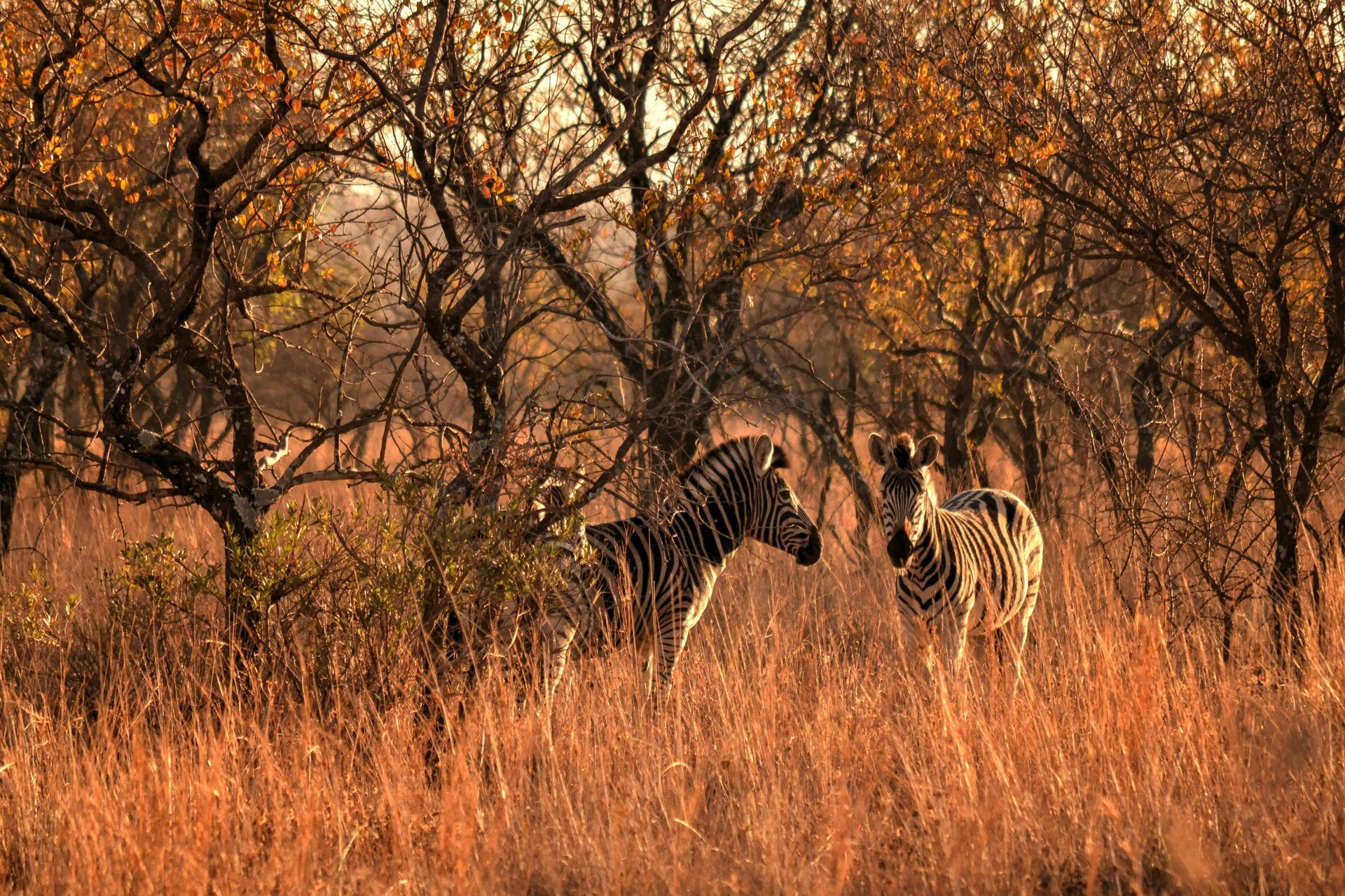 Two zebras stand in tall, dry grass, surrounded by trees with autumn-colored leaves.