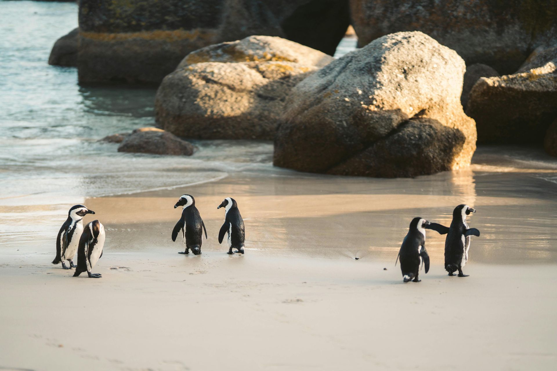 Boulders Beach Penguin Colony