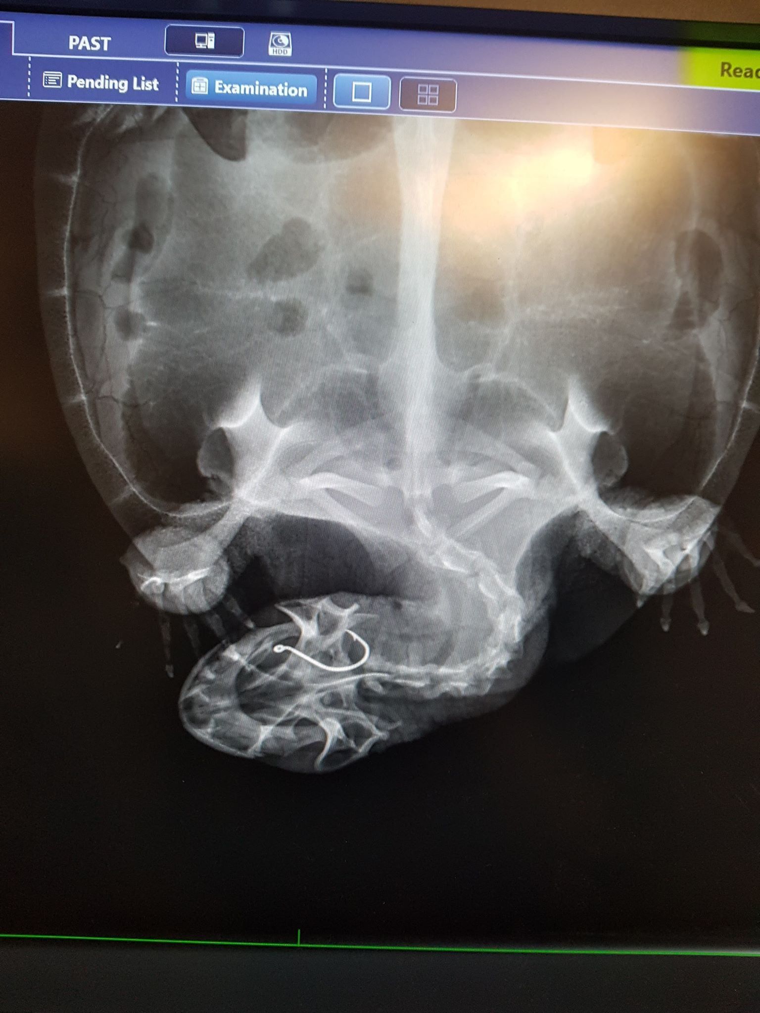 X-ray of a reptile, showing bone structure.