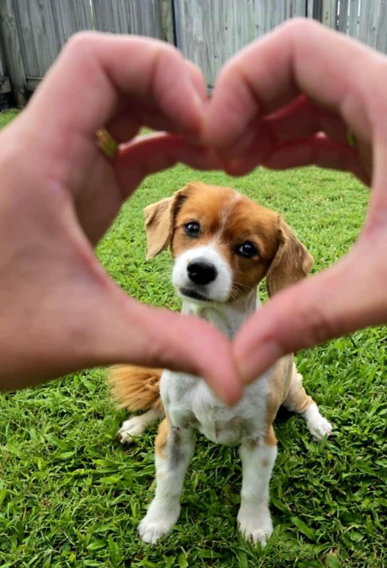 Dog sitting in grass framed by hands forming a heart. Dog sitting in grass framed by hands forming a heart.