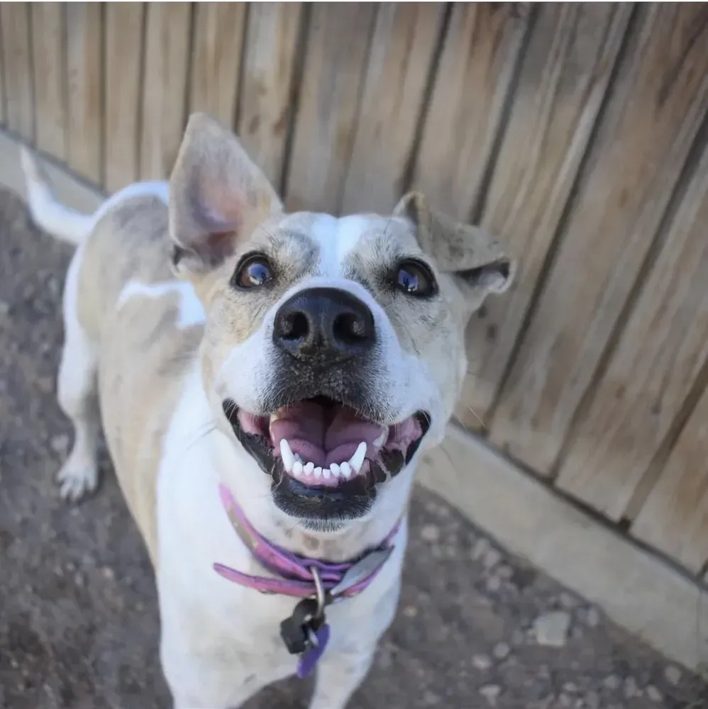 Smiling dog with tan and white fur wearing a purple collar, in front of a wooden fence.