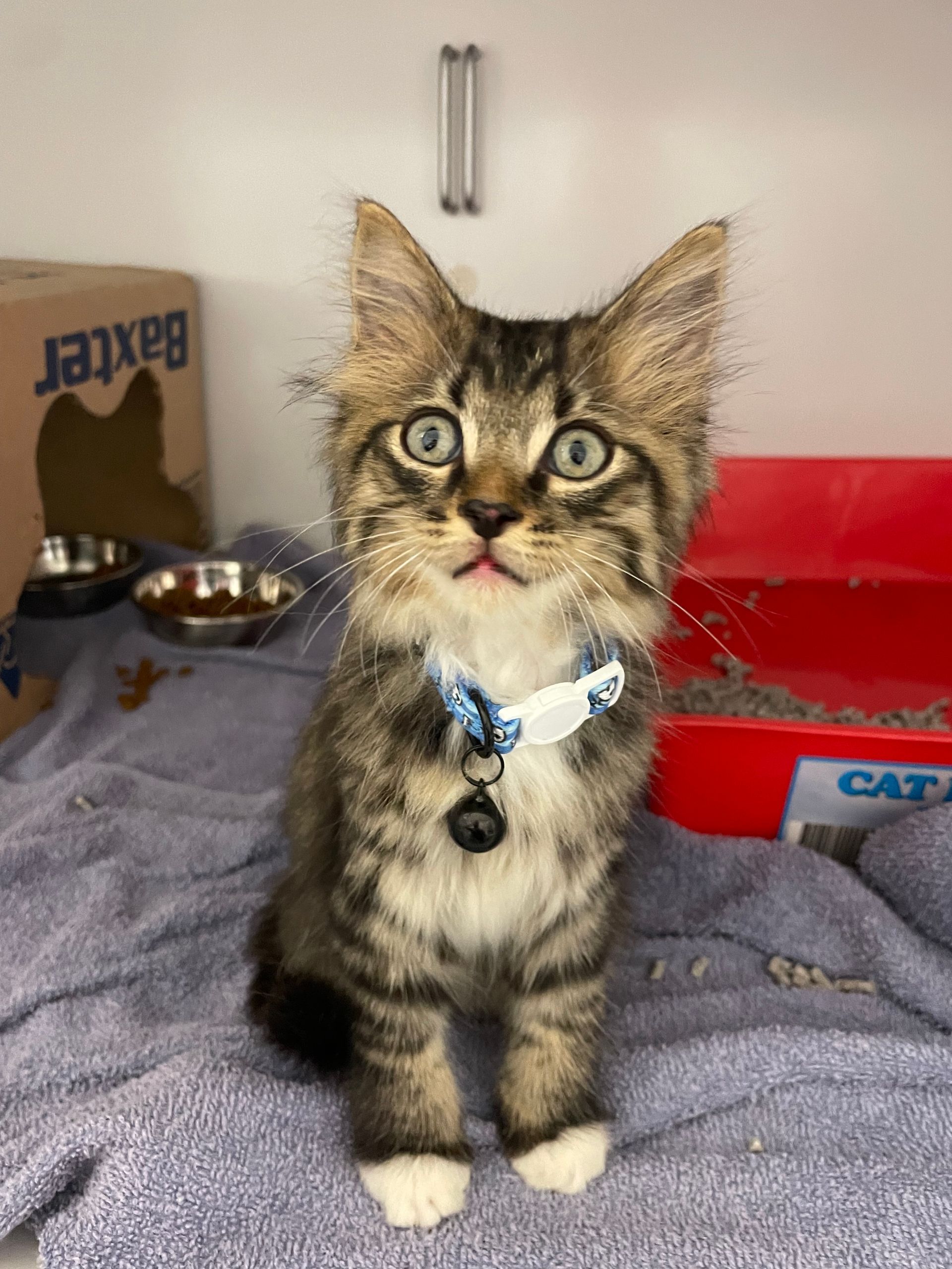 Three blue cattle puppies sitting on black chairs. Three blue cattle puppies sitting on black chairs.