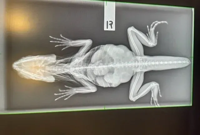 X ray of a lizard with eggs.