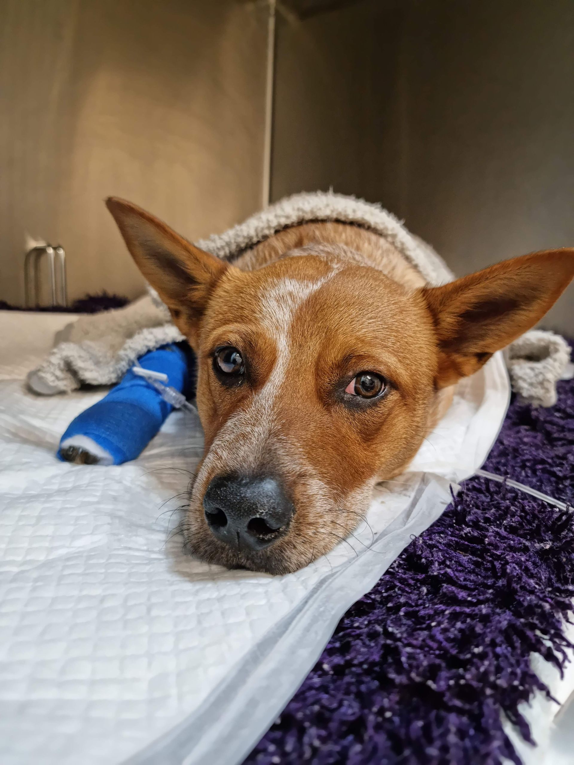 Red cattle dog with blue bandage on the leg.