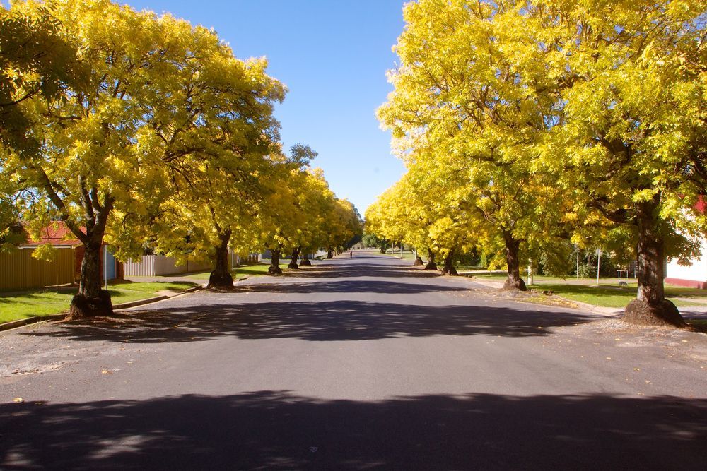 A Street Lined with Trees with Yellow Leaves — Maid In Bowral in Goulburn, NSW
