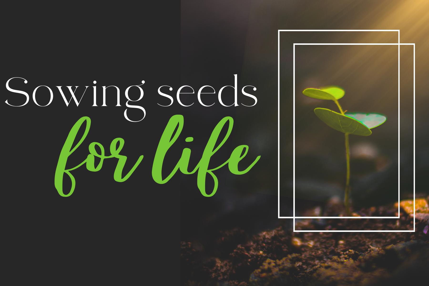 A small plant is growing out of the ground with the words sowing seeds for life.