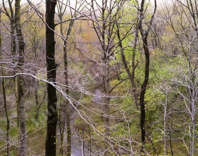 Fence Post And Flowers