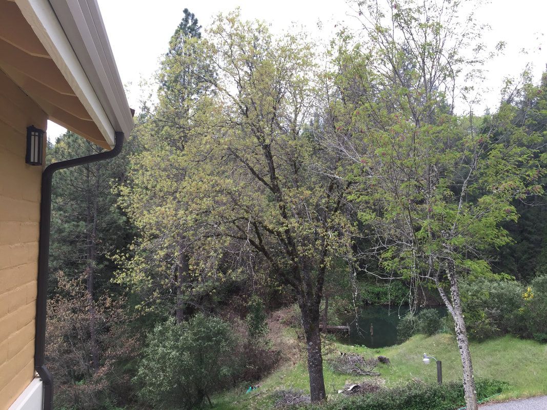 A house with a gutter on the side of it and trees in the background.