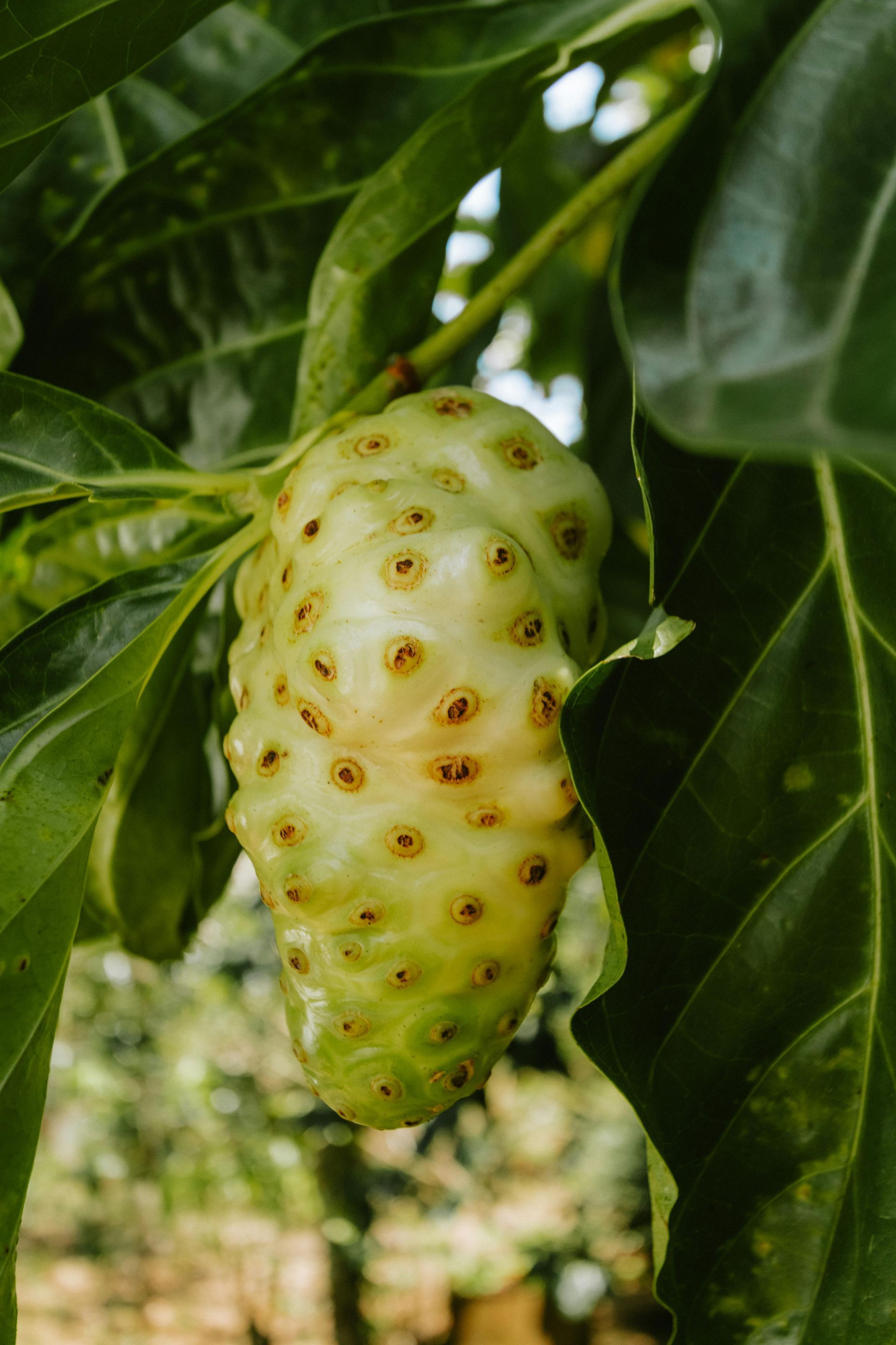 Descubre cómo el noni puede apoyar la salud de tu sistema inmune.